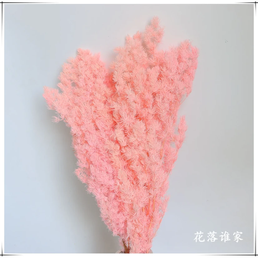 【永生花蓬莱松】品质室内永生花插花花材七夕手工diy材料厂家批发