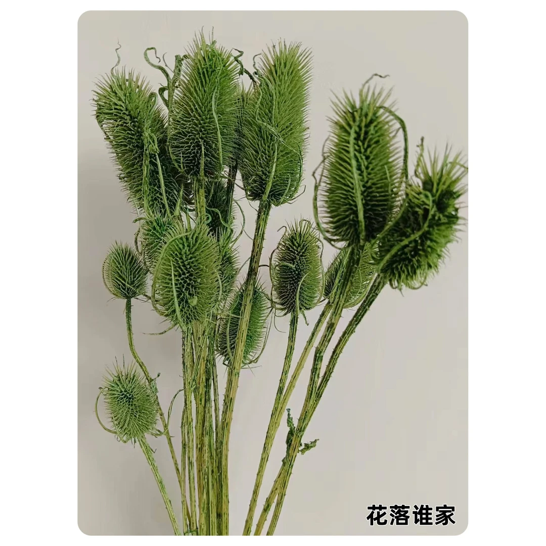 【永生花发财果】品质永生花发财果客厅插花商务插花花材