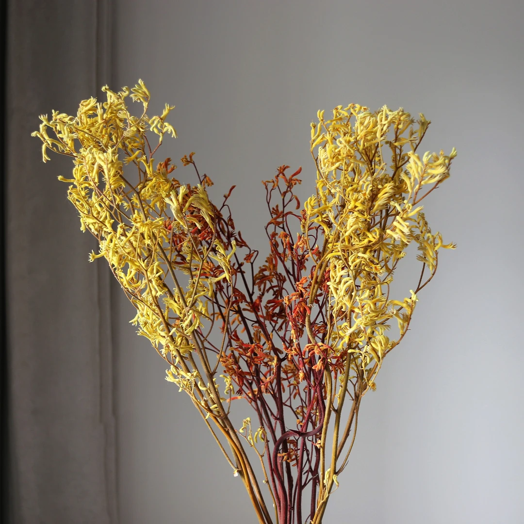 【花落谁家】永生花袋鼠爪干花花束森系干枝条真花家居花艺花材