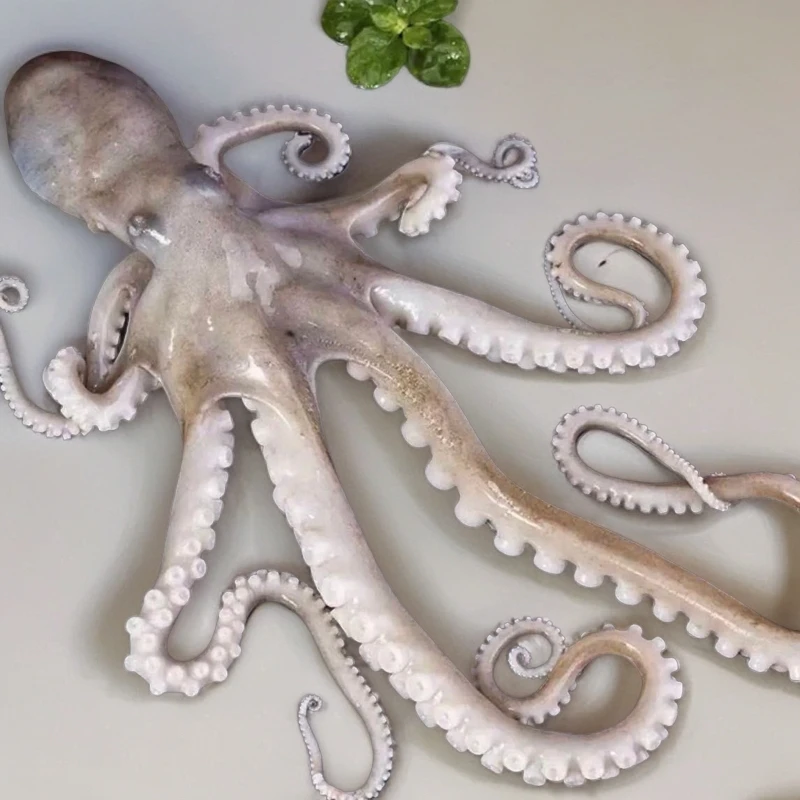 连云港发货 活寄或现冻 章鱼八爪鱼  送调料 可试吃一只不鲜包退