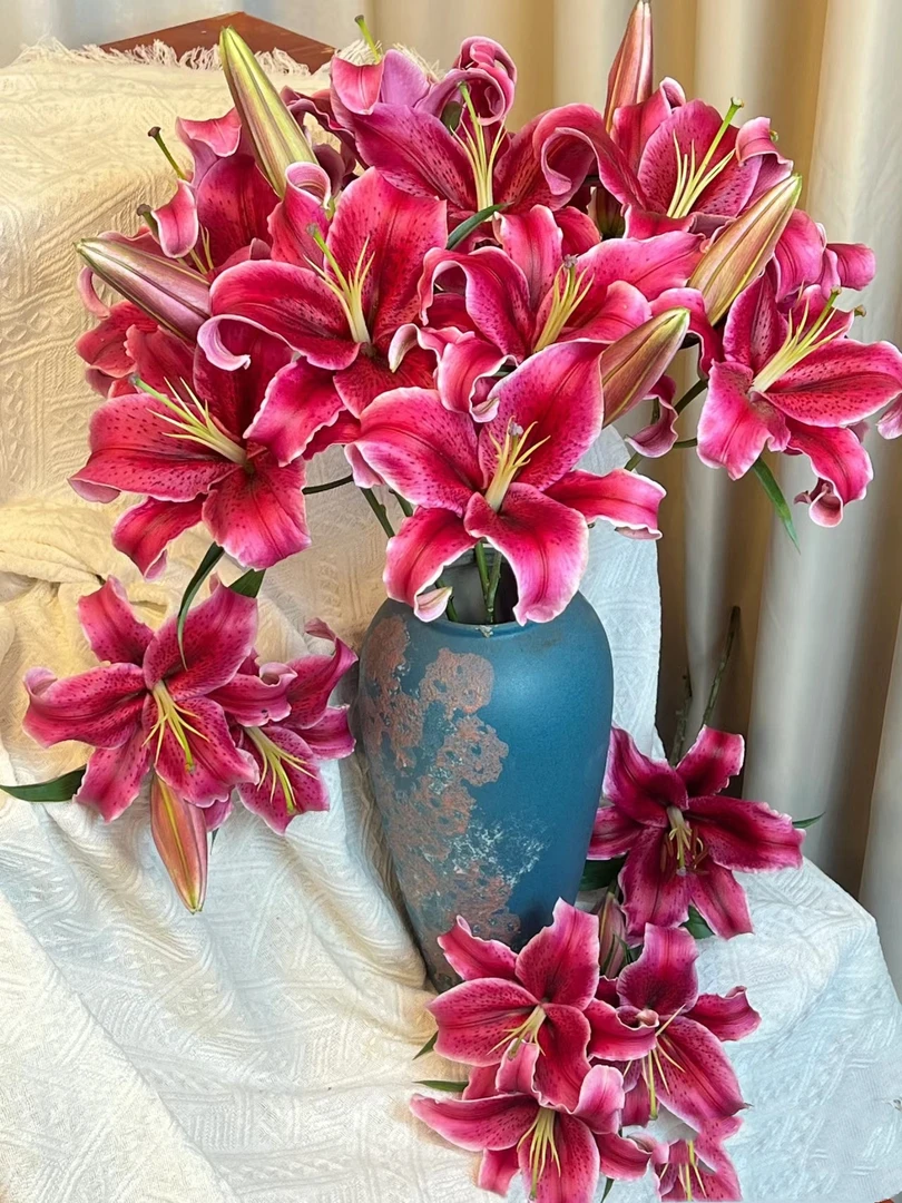 黑美人10个花苞 香水百合 需要醒花两单顺丰偏远空运发出无法拒收