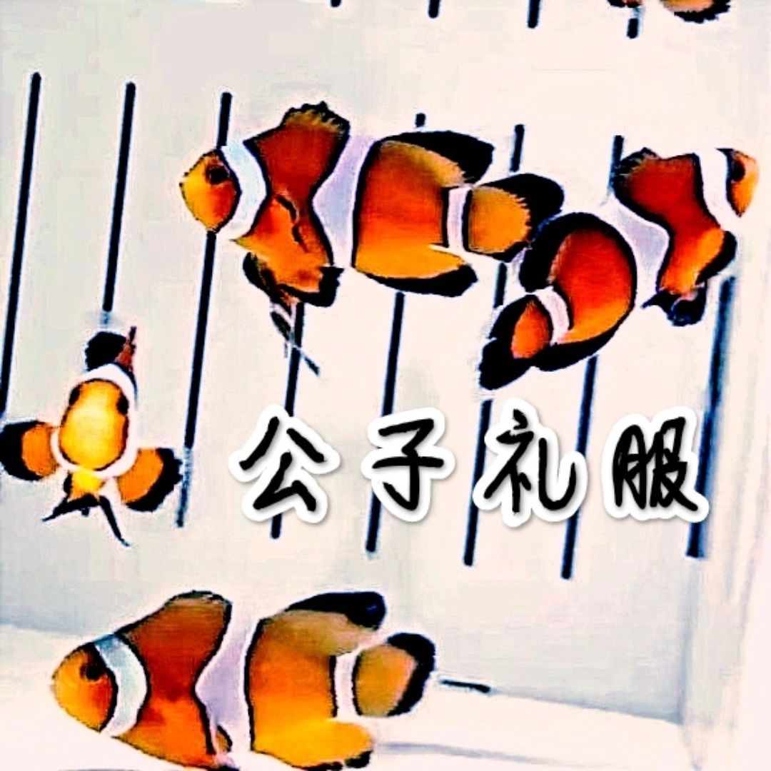 珊瑚海葵奶嘴榔头蛙卵尼罗河气泡八字脑地毯火柴软体海葵人品饲养