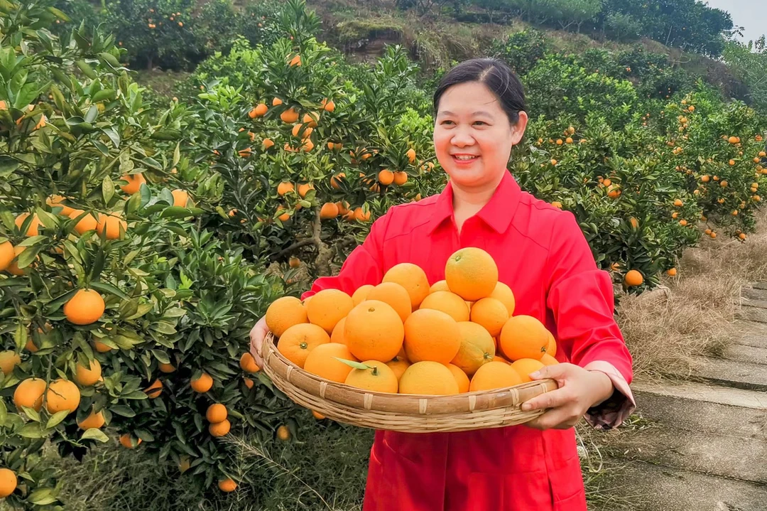 重庆璧山登云坪脐橙现摘新鲜水果5斤/8斤坏果包赔