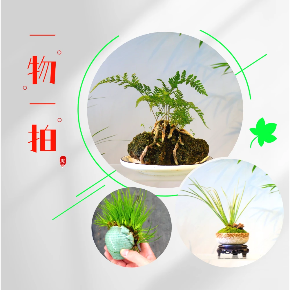 一物一拍  山生万物 A 吸水石系列造景 名品老桩