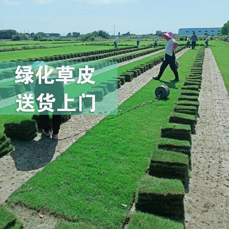 带泥土真草坪草皮马尼拉四季青果岭草百慕大剪股颖别墅庭院绿化草