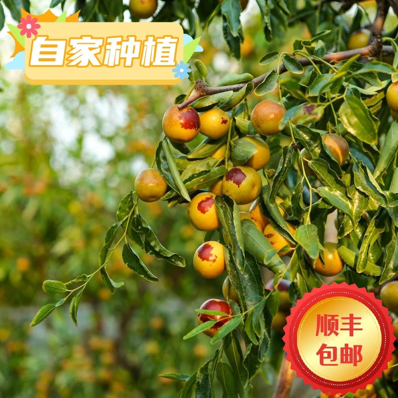 【顺丰JD包邮】自家种植脆甜冬枣现摘现发1/3/4/5斤