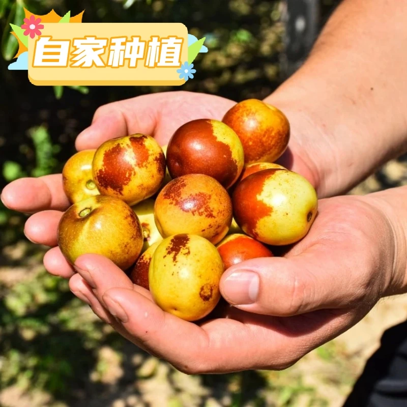【顺丰JD包邮】自家种植脆甜冬枣3/5斤大枣