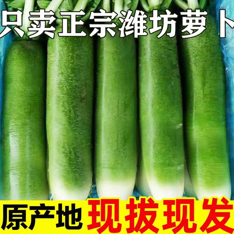 山东特产正宗特产水果萝卜潍坊青萝卜脆甜爽口精选果5斤