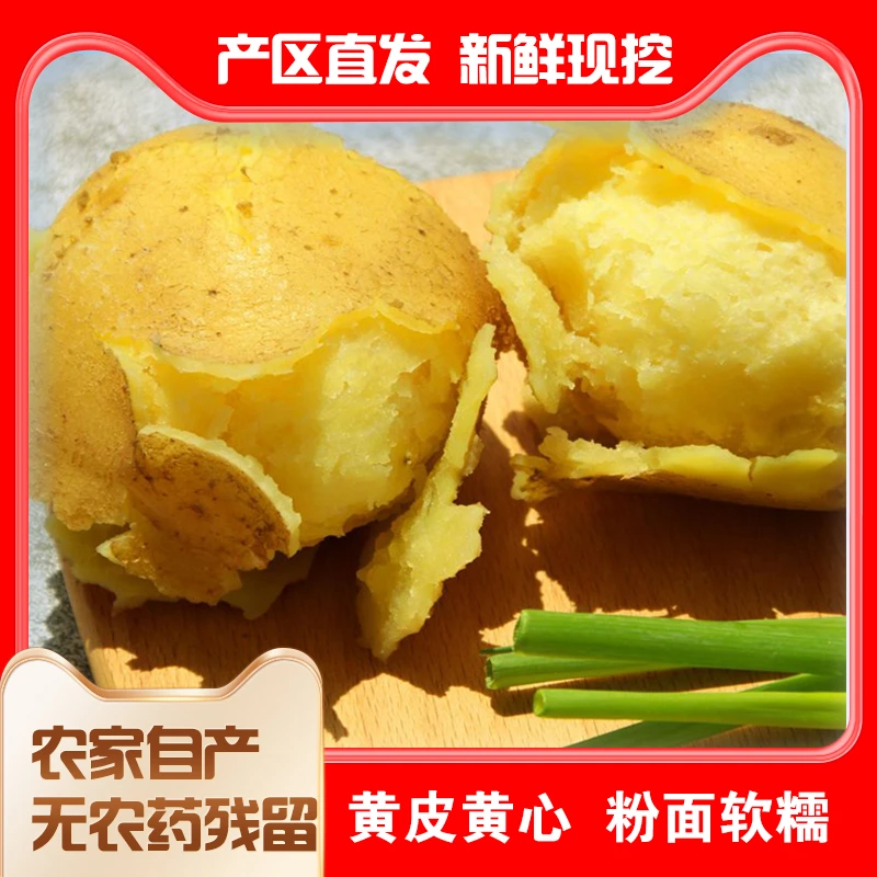 宠粉福利特价定西土豆马铃薯黄皮黄心粉面软糯