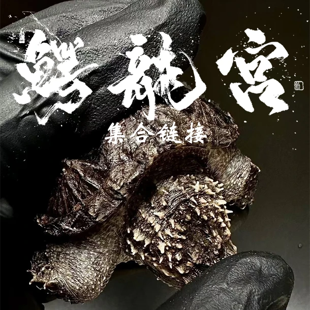 ELG  宠物龟宠下单集合链接