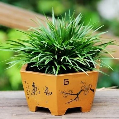 石菖蒲水景水陆景观绿植绿植盆栽室内花卉绿植盆栽室内网红植物
