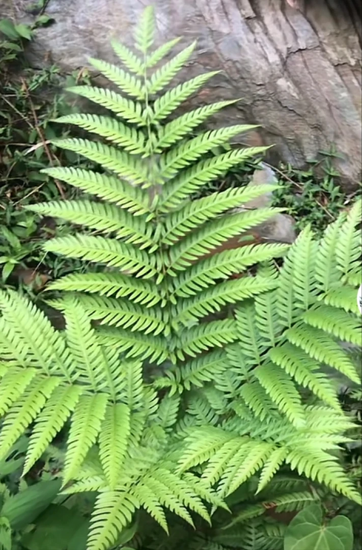 佛掌绿植盆栽蕨类植物盆栽好看绿植室内