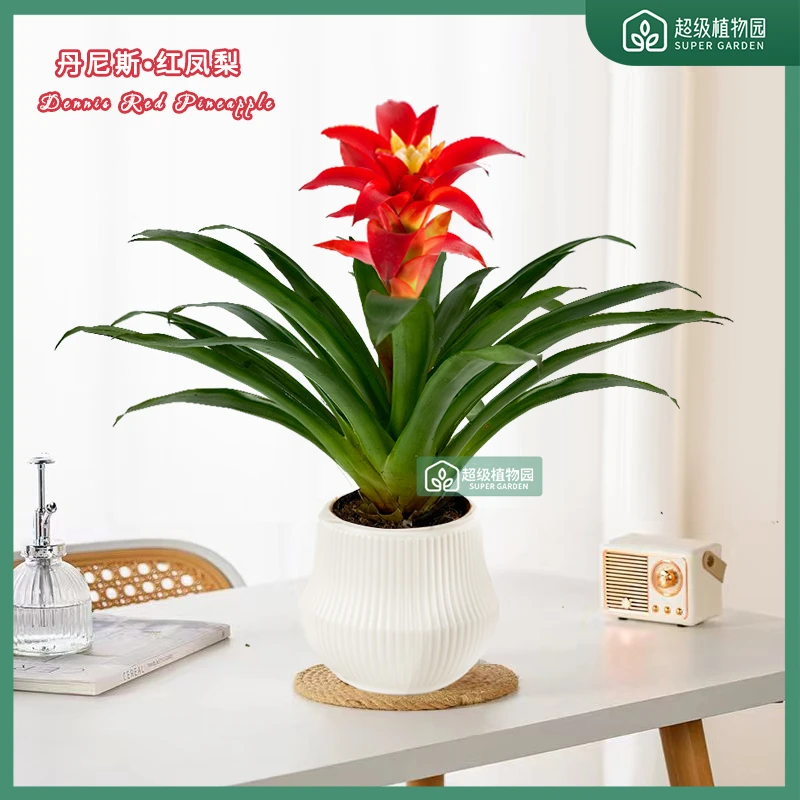 丹尼斯红凤梨鸿运当头盆栽带花室内绿植客厅开业乔迁送礼喜庆花卉