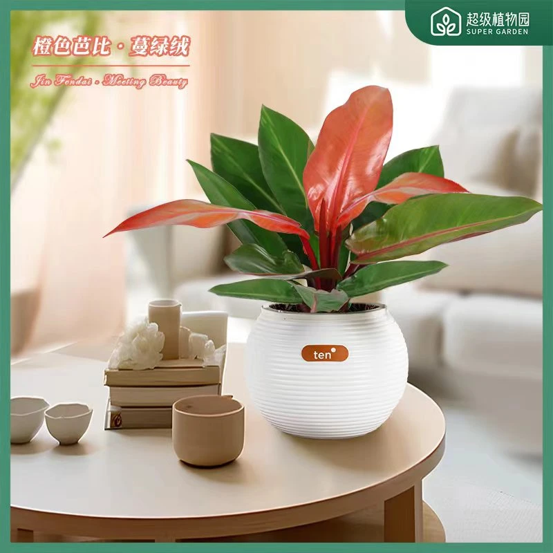 【橙色芭比】橙王子氧气植物阳光帝王蔓绿绒北欧风除甲醛室内绿植