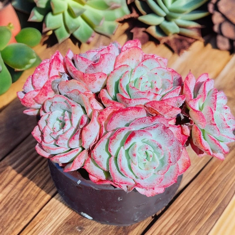 12# 奶油黄桃群生精品多肉