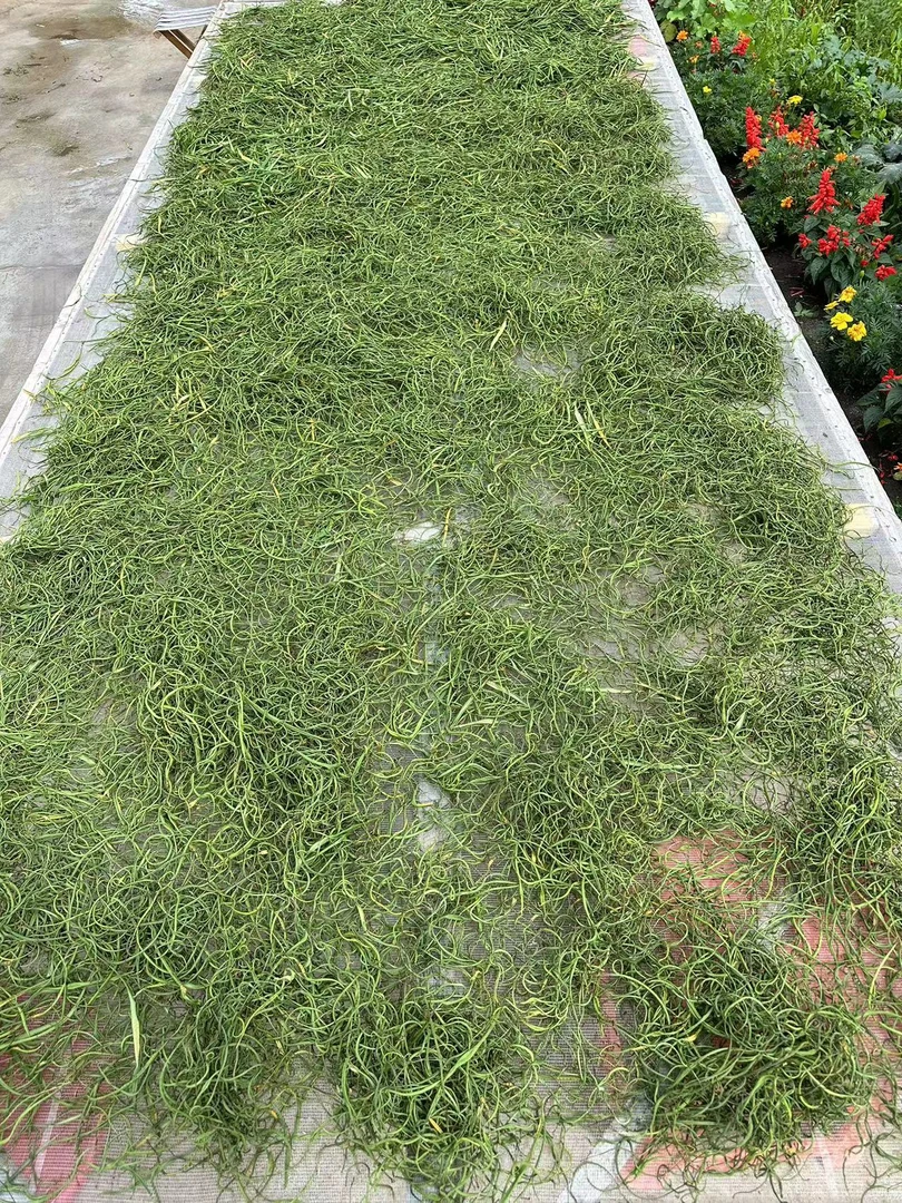东北深山石 草 嗷 嗷 叫