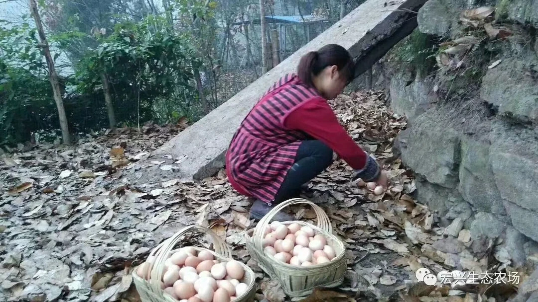 （宏兴草鸡幺妹推荐）自家喂养50枚顺丰包邮
