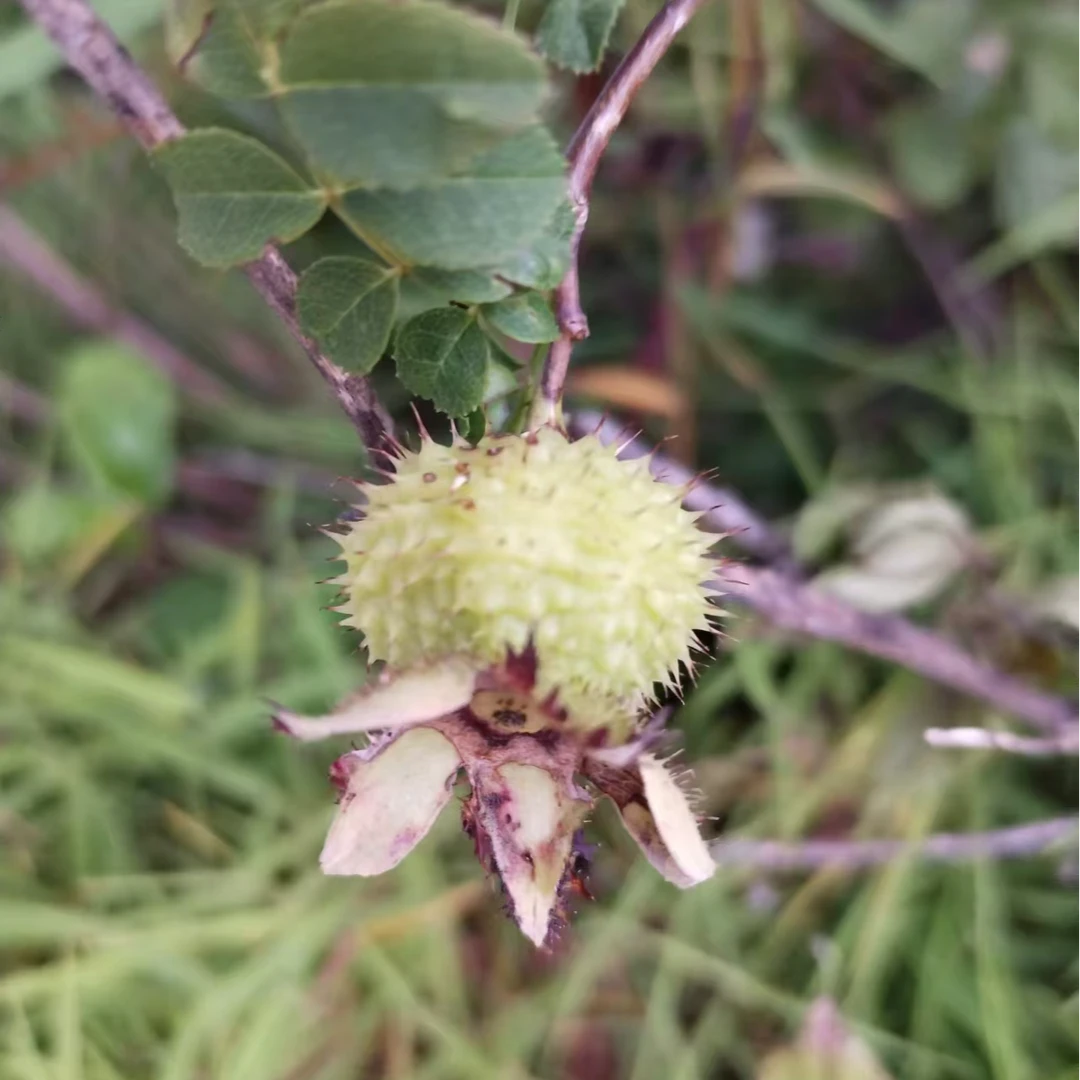 【岭杭】贵州大山野生刺力