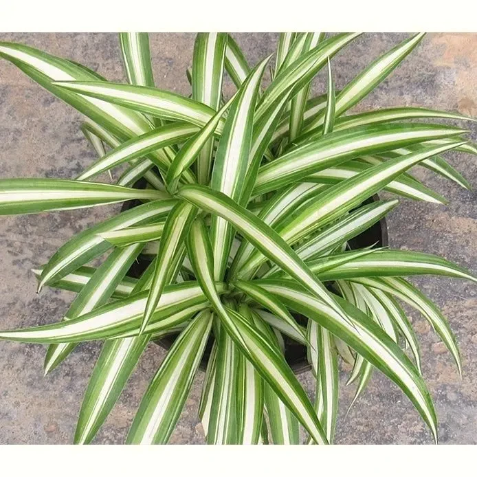 金心吊兰盆栽四季长青室内客厅绿植净化空气除甲醛防辐射水培垂吊