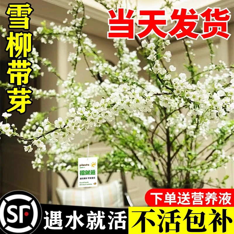 重瓣雪柳干枝支鲜枝插花水培植物鲜花卉室内盆栽绿植水养龙柳好活