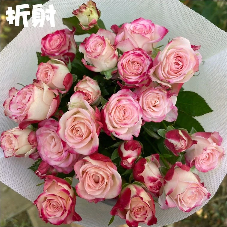 折射泡泡月季扦插花苗特大花玫瑰花苗盆栽多季开花