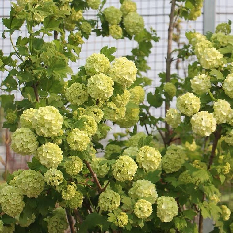 欧洲木绣球玫瑰盆栽花苗耐热耐寒阳台庭院观赏