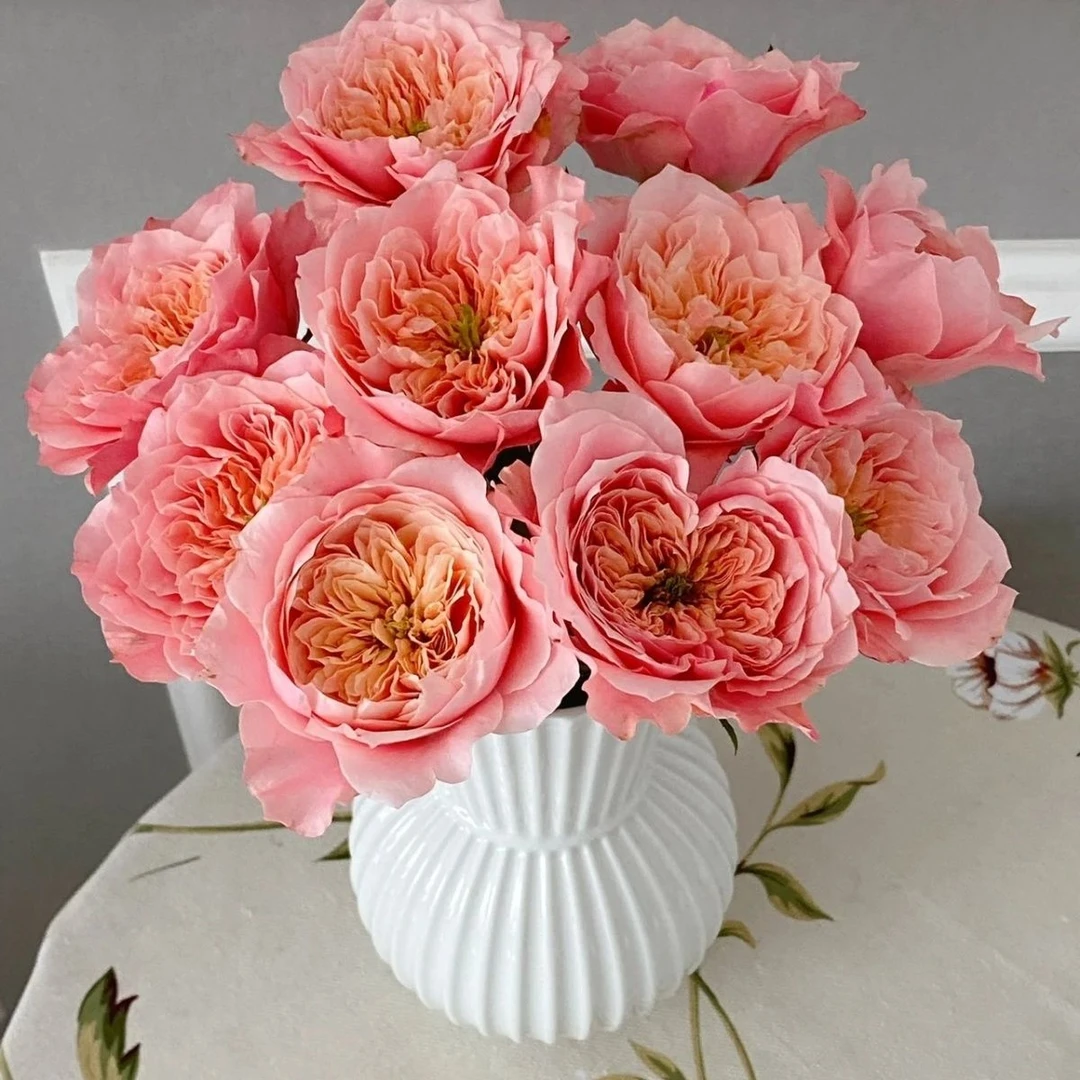 美琴玫瑰奥斯汀花型简易盆原盆原土发货中苗