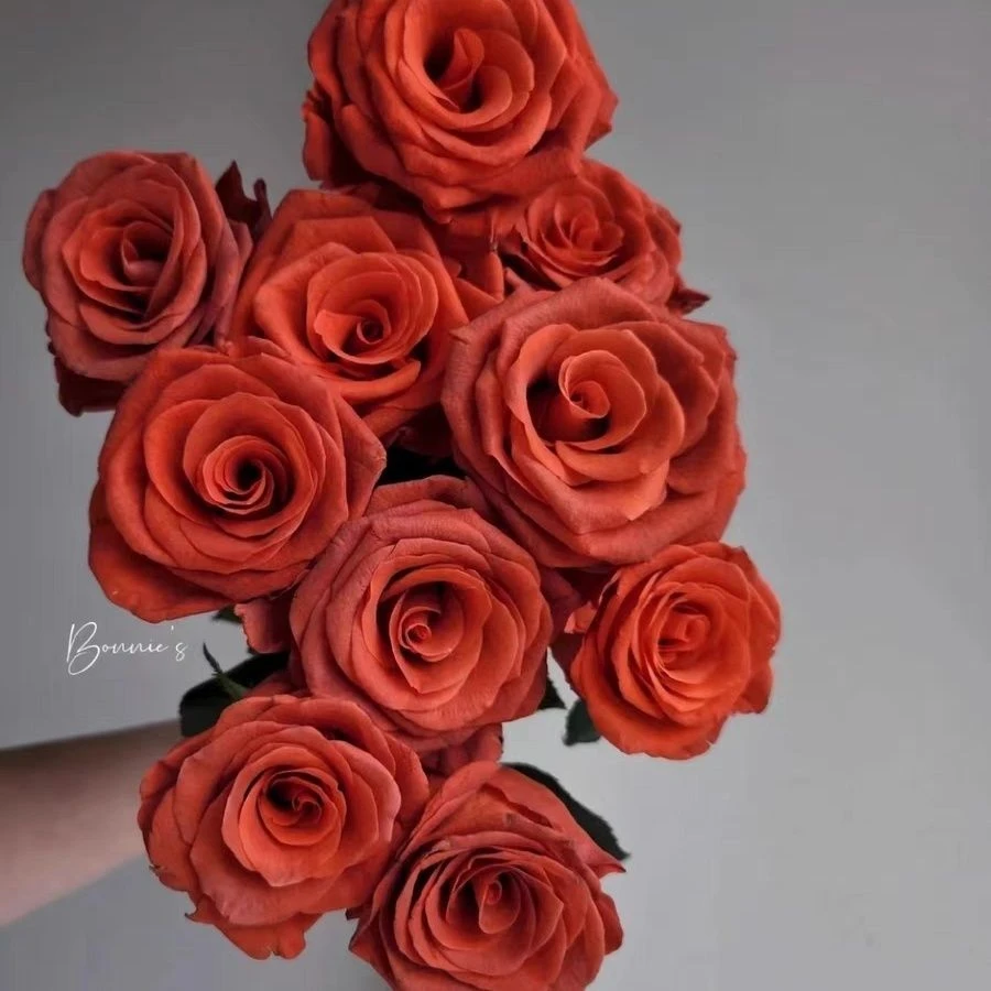 杏仁酒切花玫瑰简易盆原盆原土发货包对版