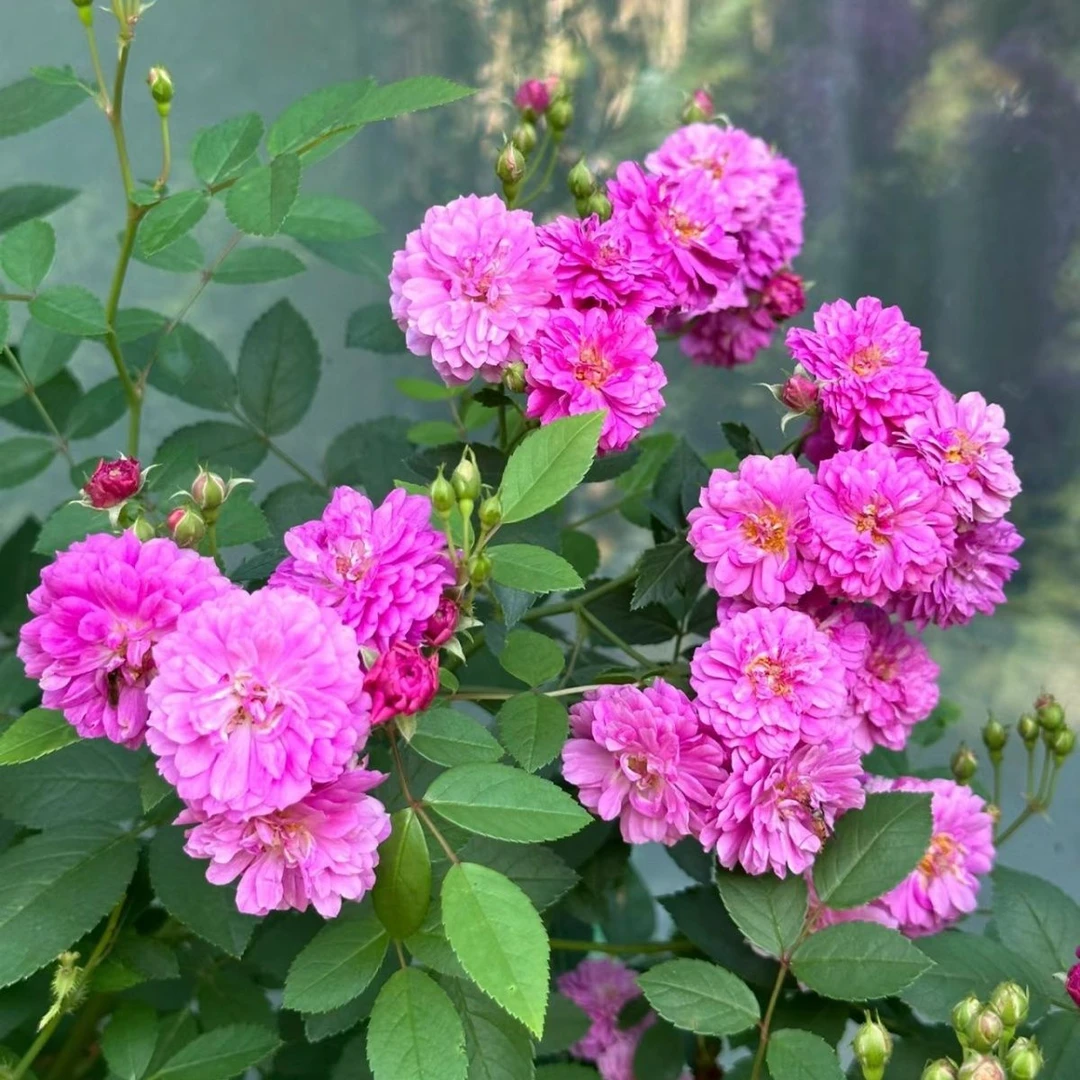 阳台浓香型微月甜蜜马车月季花苗多季节开花浓香型玫瑰阳台盆栽花