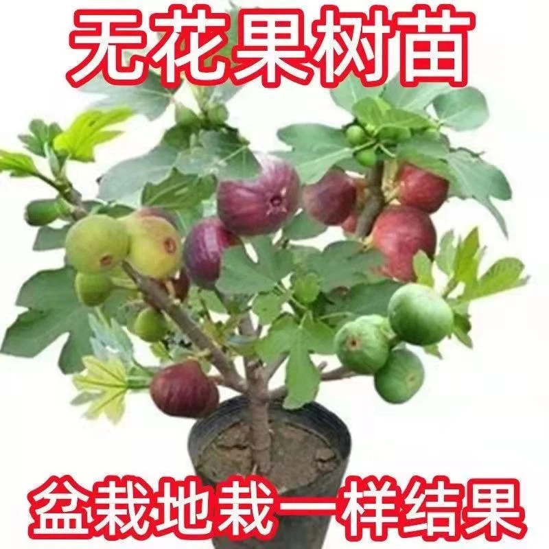 直播间无花果果树裸根大苗专属链接