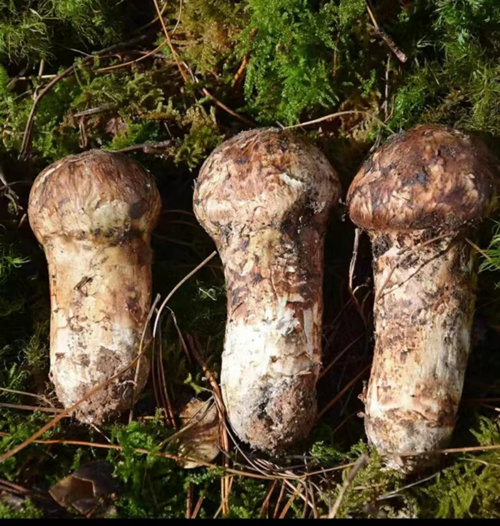 源自雪山，雅江松茸