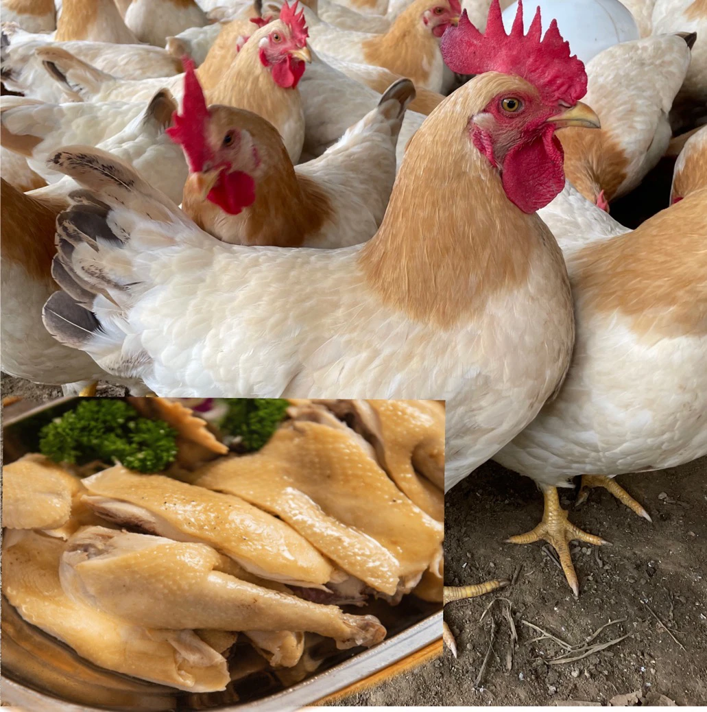 2只装散养200天古典母鸡 皮脆肉滑 整鸡