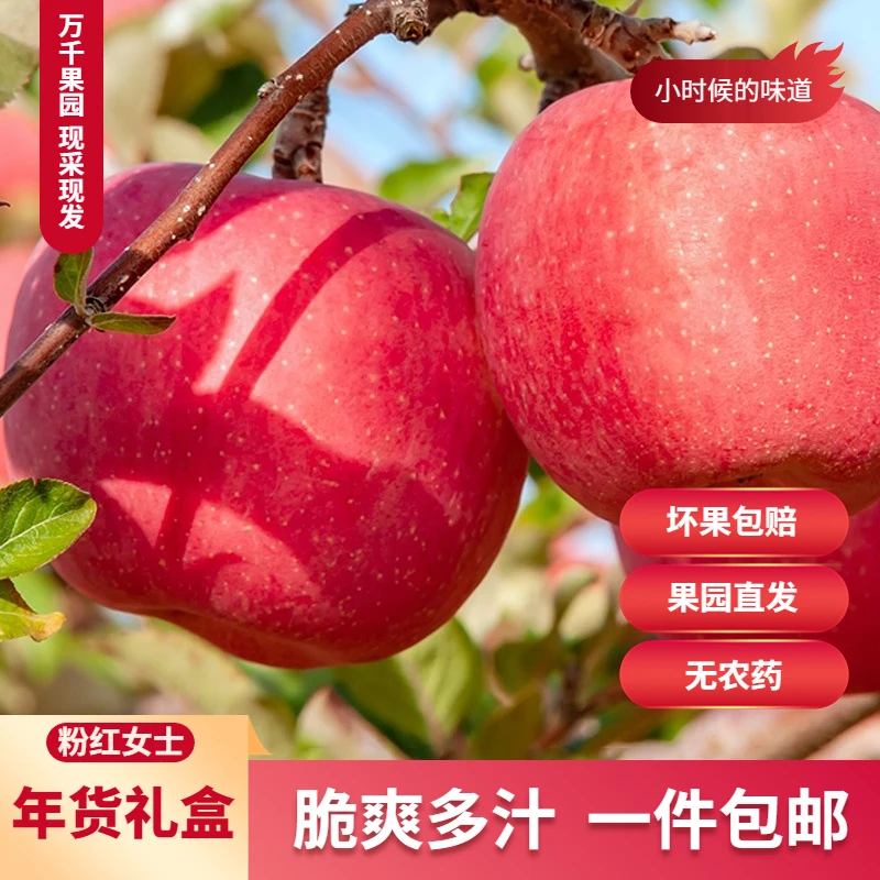 A正宗陕西晚熟苹果粉红女士脆甜可口现摘现发原生态多汁新鲜严选