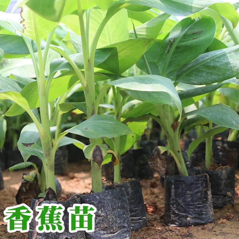 香蕉树苗盆栽地栽芭蕉粉蕉发货矮化香蕉苗南方北方四季庭院果树苗