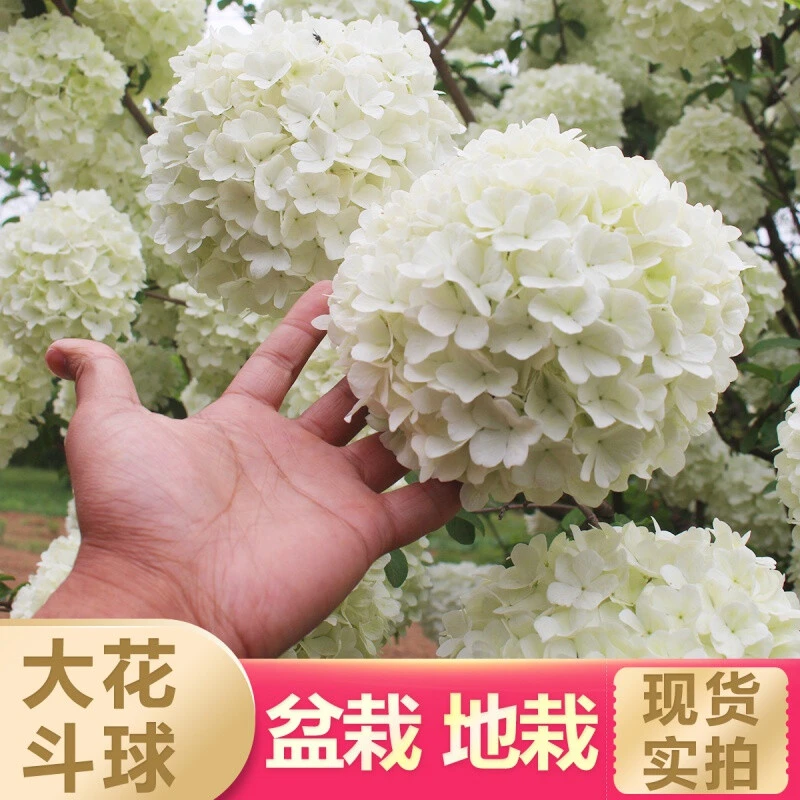 庭院花园绣球花中华植物花盆栽耐热耐寒直播精品鲜花