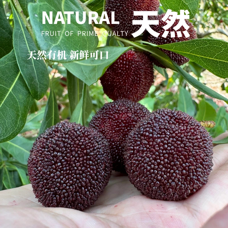 2025年云南东魁杨梅果香浓郁新鲜现摘鲜甜【顺丰空运直发】精选多汁