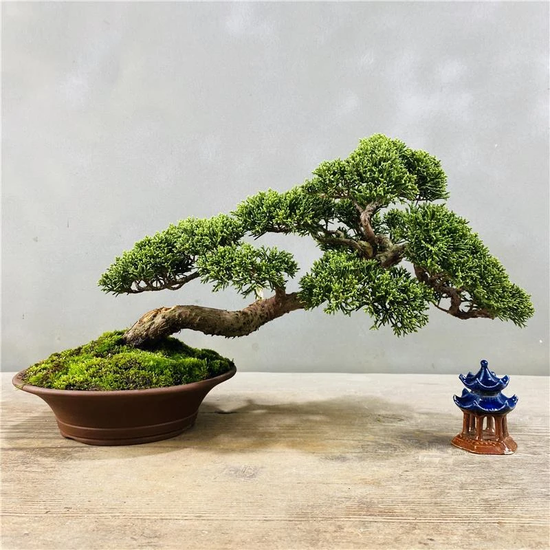 黑松老桩造型盆景嫁接千寿丸盆栽济州真柏绿植花卉四季常庭院
