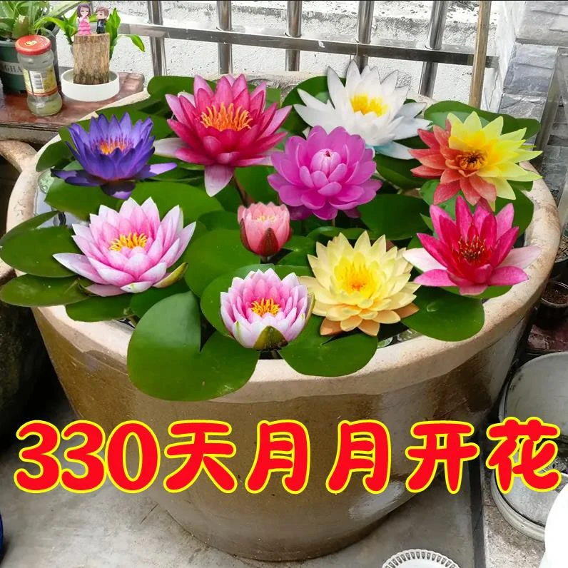 大睡莲根块睡莲花水培植物四季莲花盆栽水养花卉荷花睡莲根茎庭院