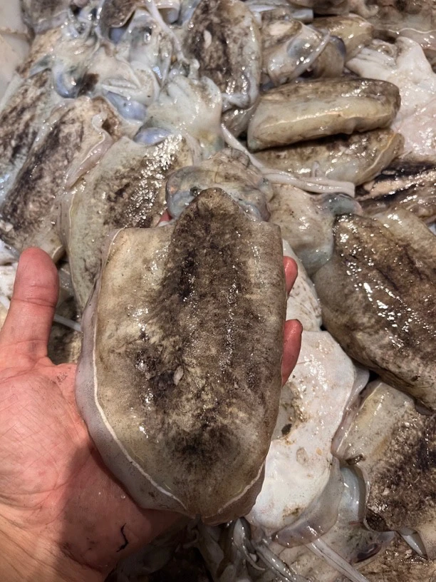 新鲜海捕原汁目鱼流网墨鱼  舟山码头直发4-6两/只