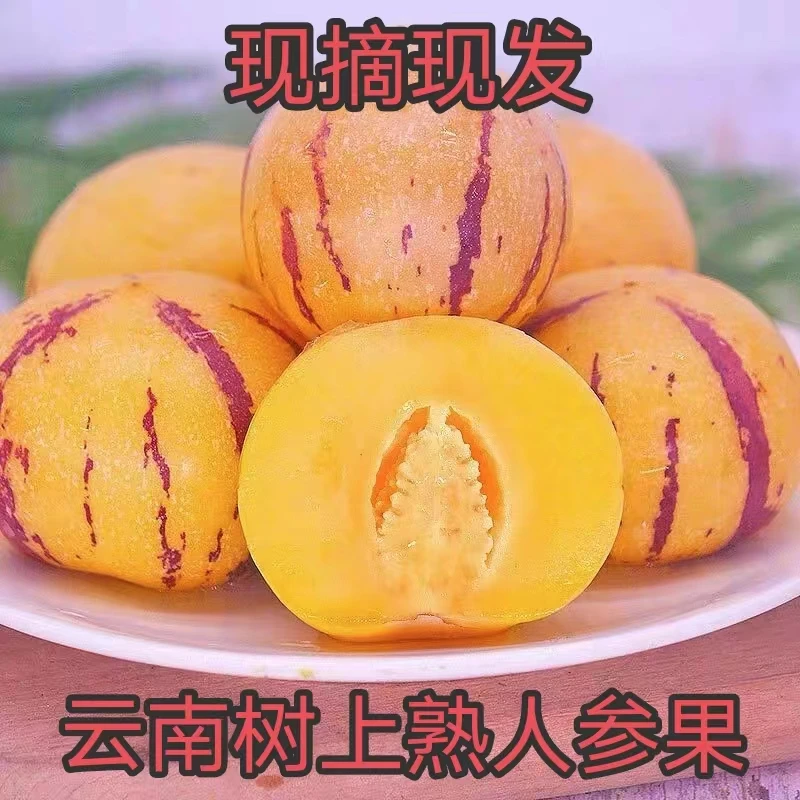 田野的秘密【真树上熟】正宗云南树上熟人参果产地直销黄心圆果清甜