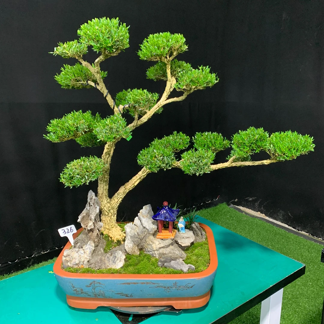 【326号】一本双干黄杨造型树盆栽南北方好养易活植物四季常青绿植