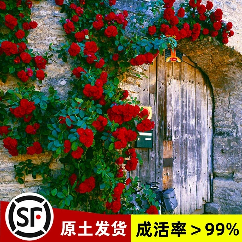 三棵装藤本月季中苗原盆原土蔷薇花苗特大花爬藤植物四季开花