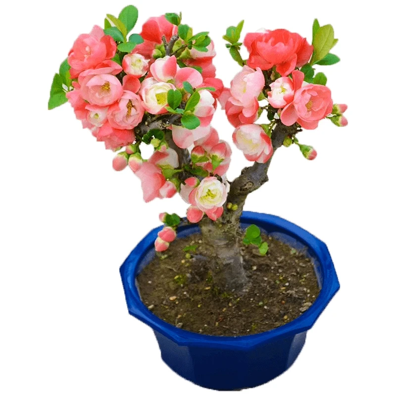 海棠花盆栽树苗盆景重瓣老桩庭院绿植物室内四季花卉开花好养易活