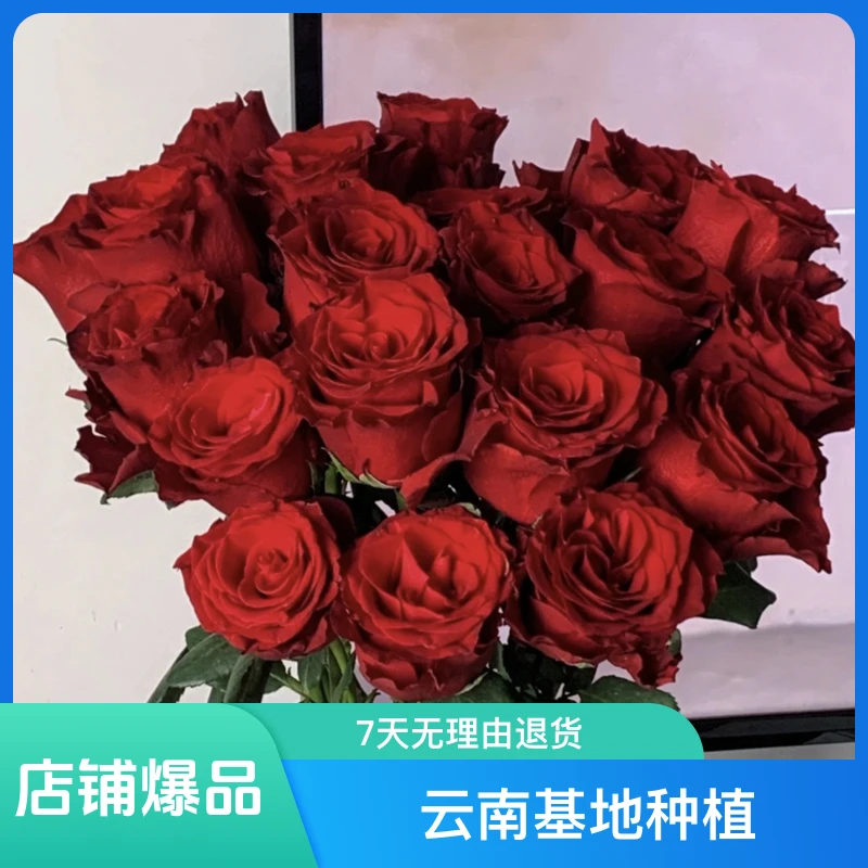 云南基地七夕情人节礼物玫瑰花鲜花红玫瑰鲜切花冷链直发鲜花花束