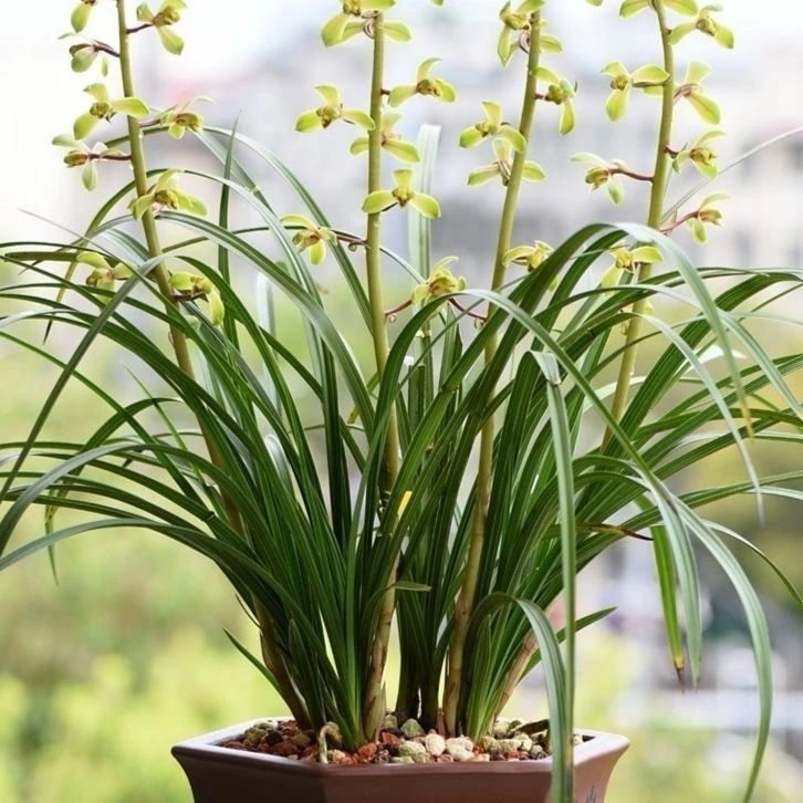 以直播间实物为准 一一物一拍 惠兰春兰送春