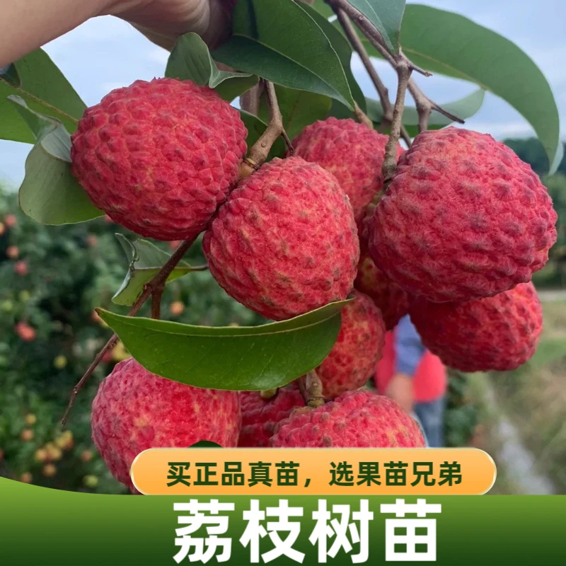 【果苗兄弟】荔枝树苗冰荔仙进奉桂味无核成活妃子笑苗带土带叶庭院