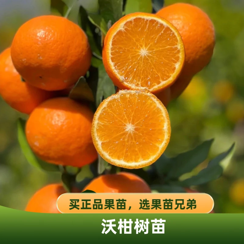 【沃柑树苗】沃柑091无核沃柑嫁接苗南方果树芒果植物荔枝