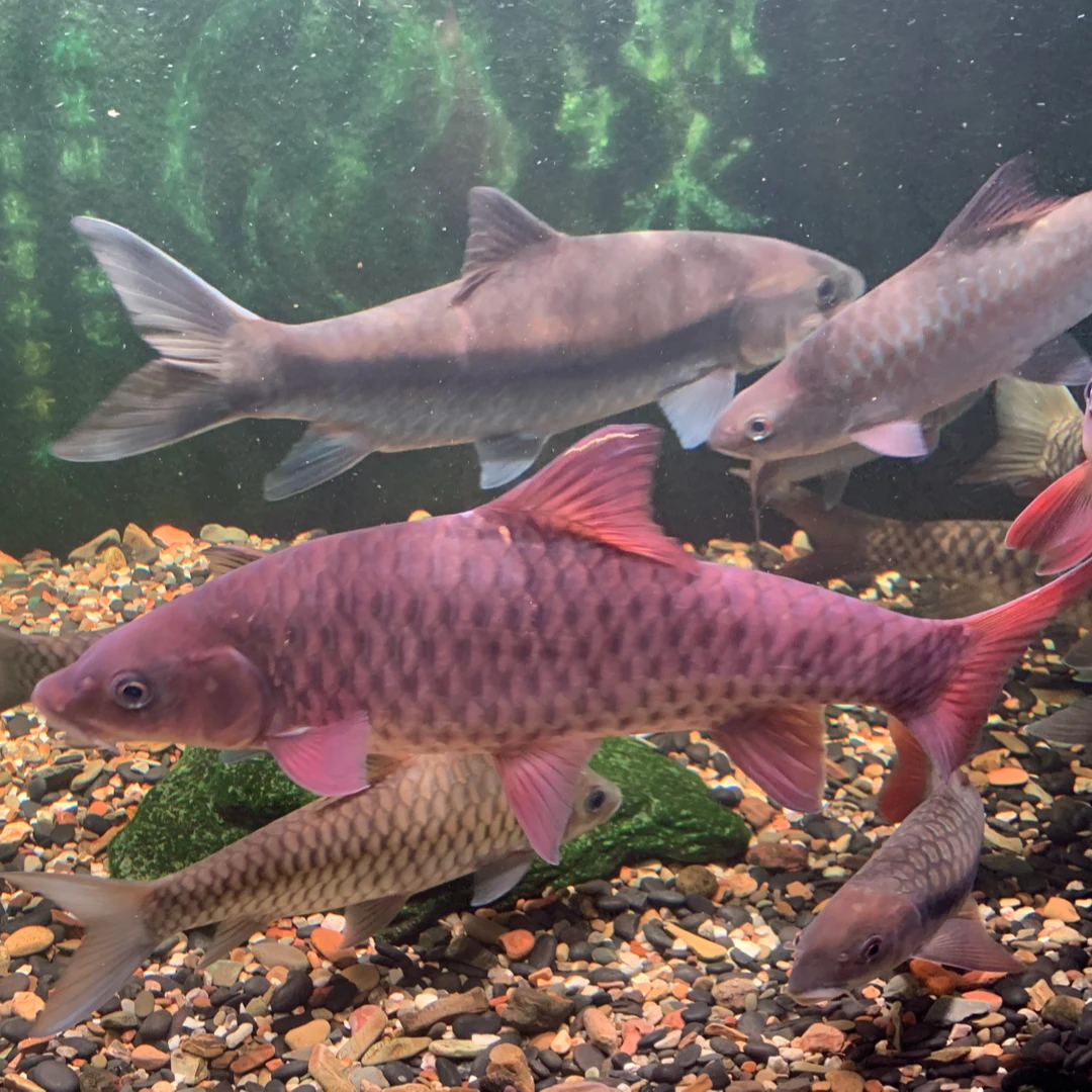 Tembat流域哥拉巴拉红吉罗精原生鱼观赏鱼大型鱼马来西亚进口野生