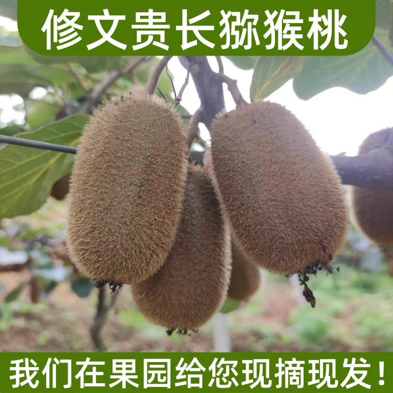 【精美礼盒】正宗贵州修文贵长猕猴桃新鲜水果奇异果孕妇果园现摘