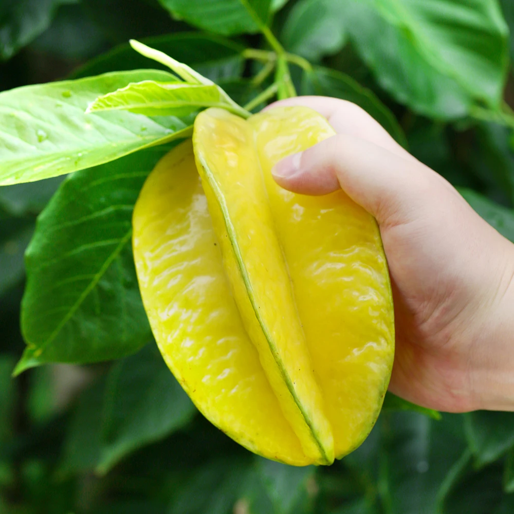 ZXW福建漳州甜杨桃水果当季整箱洋桃鲜果新鲜红龙扬桃五角星阳桃